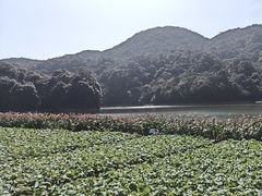-广州市石门国家森林公园
