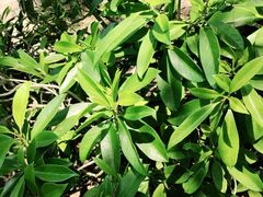 -铭轩中餐厅·海南菜·粤菜(亚龙湾瑞吉店)