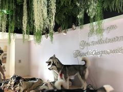 -Husky Go! 哈士奇体验馆·宠物咖啡厅狗咖
