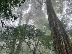 -云南屏边大围山国家公园