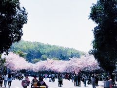-武汉大学-樱园