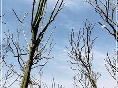 -武汉紫薇都市田园