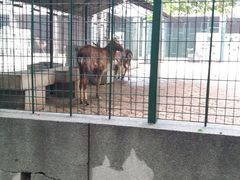 -保定市动物园