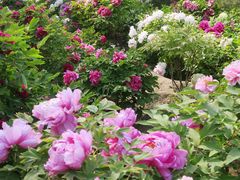 -莲花池公园