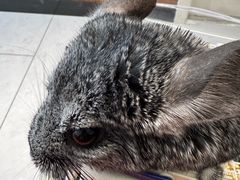 -派联宠物医院·24h·CT·异宠