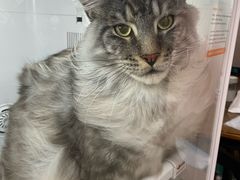 -车接车送·寄养洗护·德文猫舍(大宁店)