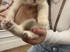 -袖虎·猫馆(体育西路店)