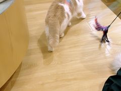 -滚猫咖啡·猫咖·猫友好撸猫(未来城店)
