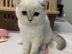 -lincat·猫舍(广州店)