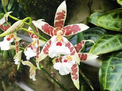 -新加坡植物园