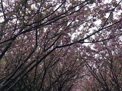 -高东镇樱花园