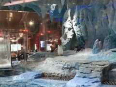 -帝企鹅自助餐厅•儿童岛•真企鹅(长隆企鹅酒店)