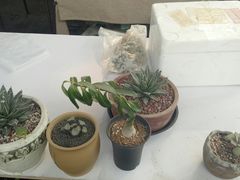 -龙大花卉苗木市场