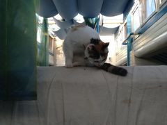 -Sirena海妖日咖夜酒