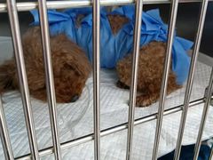 -美联众合动物医院·24h京西诊疗中心