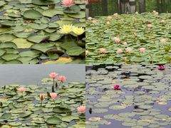 -白鹭湾湿地公园