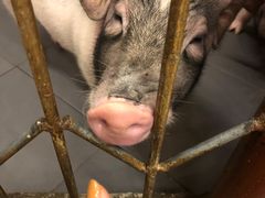 -三肥两瘦烤肉(鹿城店)