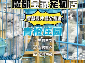 魔都No.1买猫买狗宝藏宠物店|青橙庄园