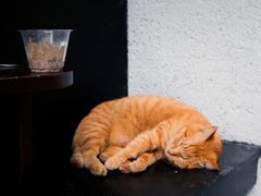 -COTTON CAFE(德信·中外公寓店)