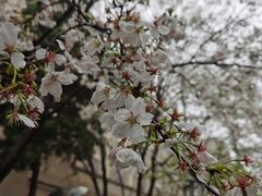 -武汉大学-樱园