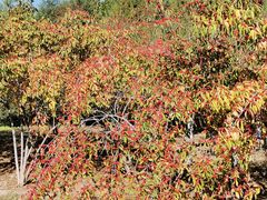 -永定河休闲森林公园