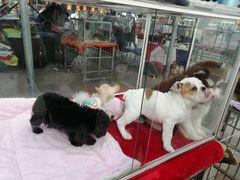 -中环花鸟鱼虫市场