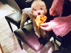 -百好乐宠物友好餐厅(朝外大街店)