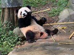 -都江堰中华大熊猫苑