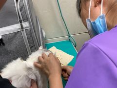 -北京观赏动物医院·24小时大型综合·猫专科·异宠专科