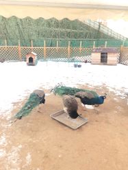 -萌宠亲子动物乐园(槐房万达店)