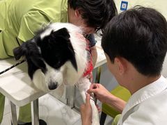 -艾吉宠物医院·疑难杂症转诊中心·猫友好(碧江路院)