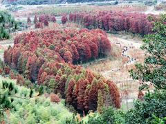 -小芝红树林