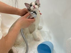 -momokira米努特·德文卷毛猫·棉花面纱犬
