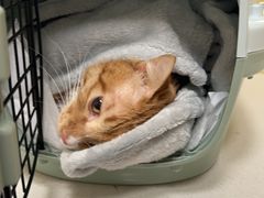 -中农大我爱我爱动物医院·核磁CT·猫病·24小时夜诊中心(石佛营店)