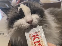 -藏猫猫咖啡主题馆(中央大道店)