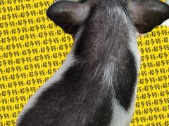 -我爱猫咪·猫咖·狗咖·安哥拉兔·羊驼咖(小寨华旗店)