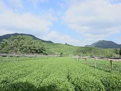 -龙坞茶村