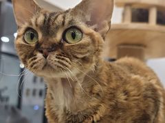 -有喵·猫咖·狗咖·30几只猫10只小狗(岗厦店)