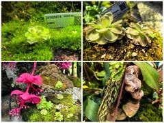 -上海辰山植物园