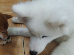 -Let's go狗咖·猫咖·奶狗·桌游(春熙路IFS店)