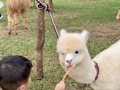 -云栖山谷野奢营地