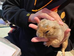 -猫色咖啡·猫咖