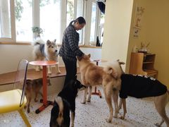 -喜柴咖啡·柴犬狗咖