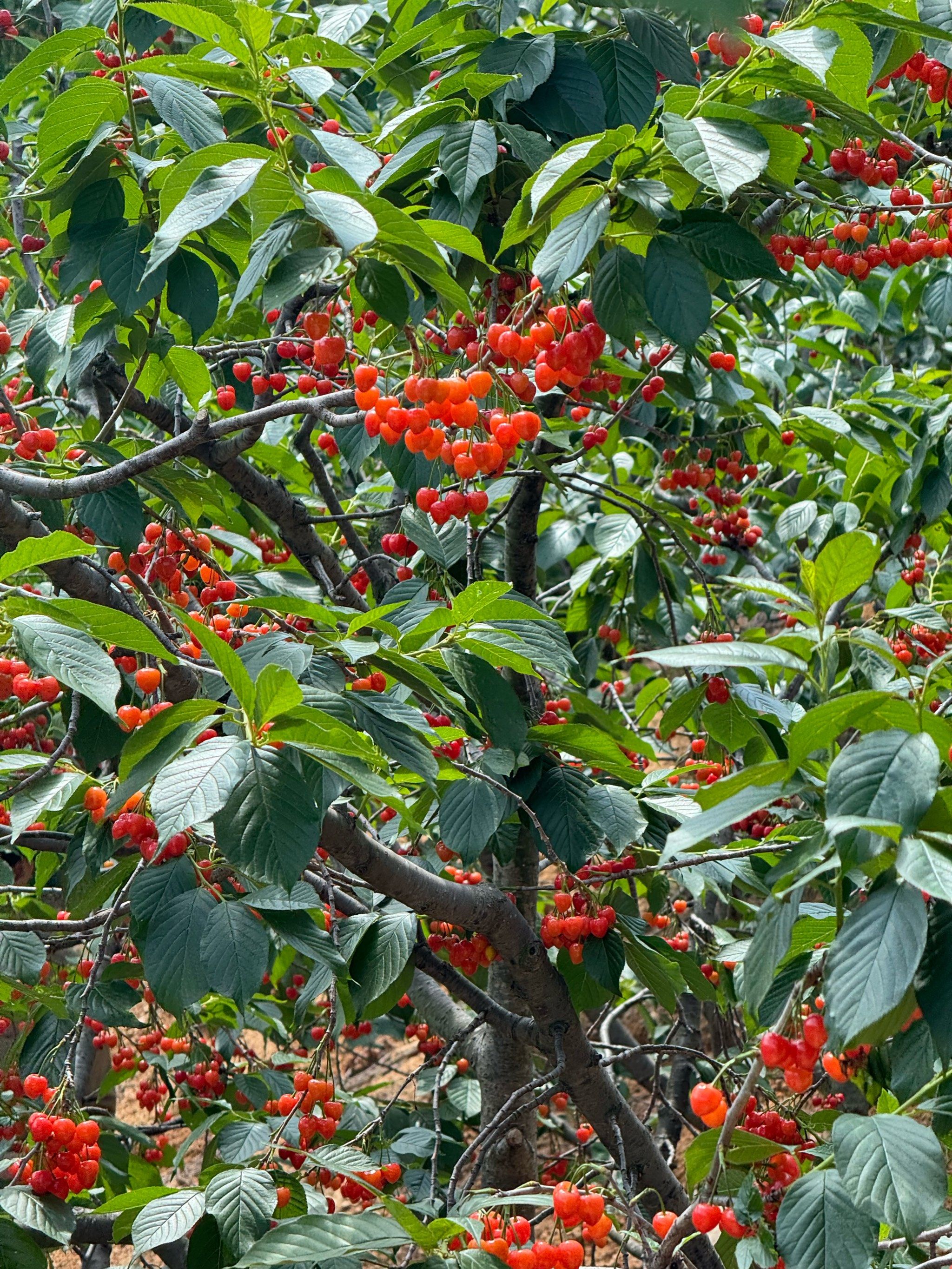 樱桃天花板🍒