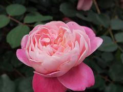 -香蜜公园