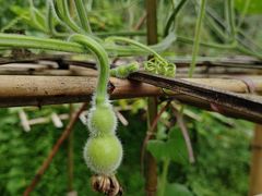 -老字号怡玺·藿香雅鱼(20年雅安店)