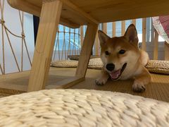-柴迷FANS CLUB·柴犬狗咖·猫咖