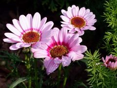 -深圳国际园林花卉博览园