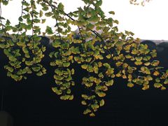 -成都杜甫草堂博物馆