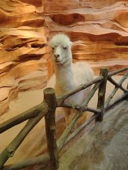 -酷嗒动物文化乐园(cutezoo西溪乐天城店)